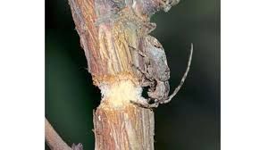uploads/images/pest/grapes stem gridler.jpg